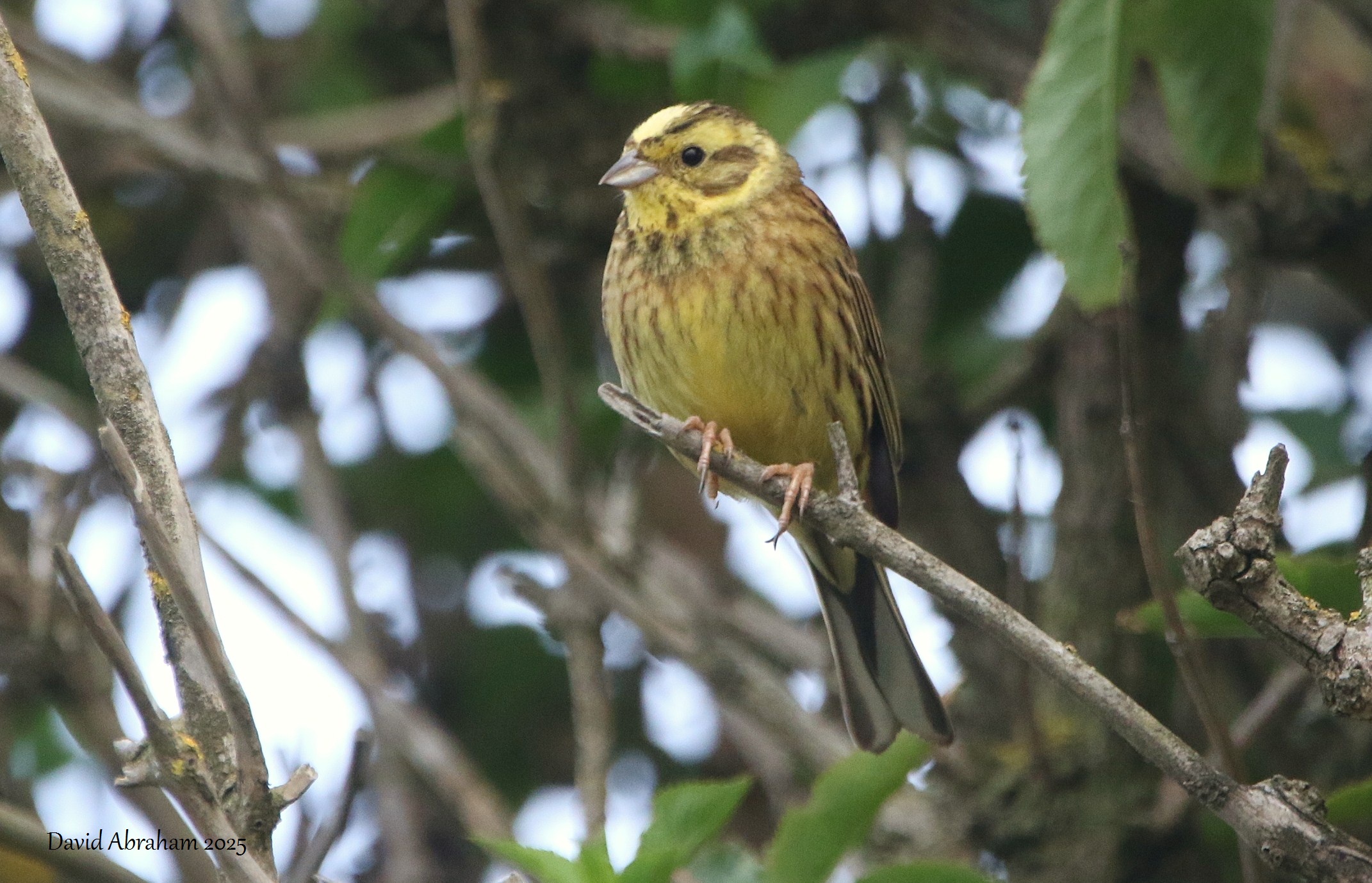 Yellowhammer 