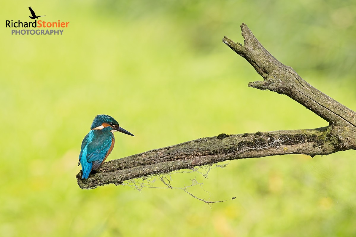 Kingfisher