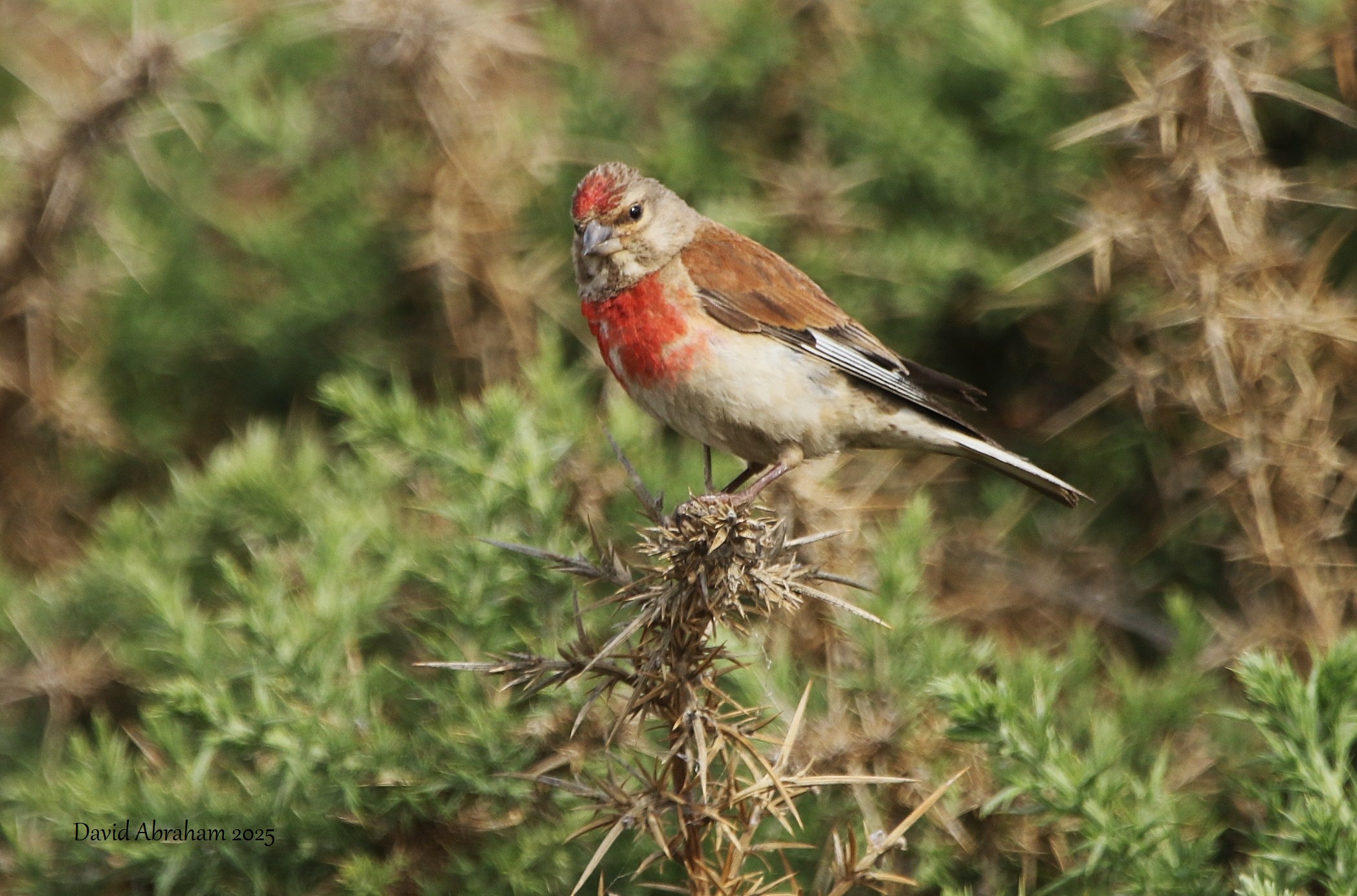Linnet 