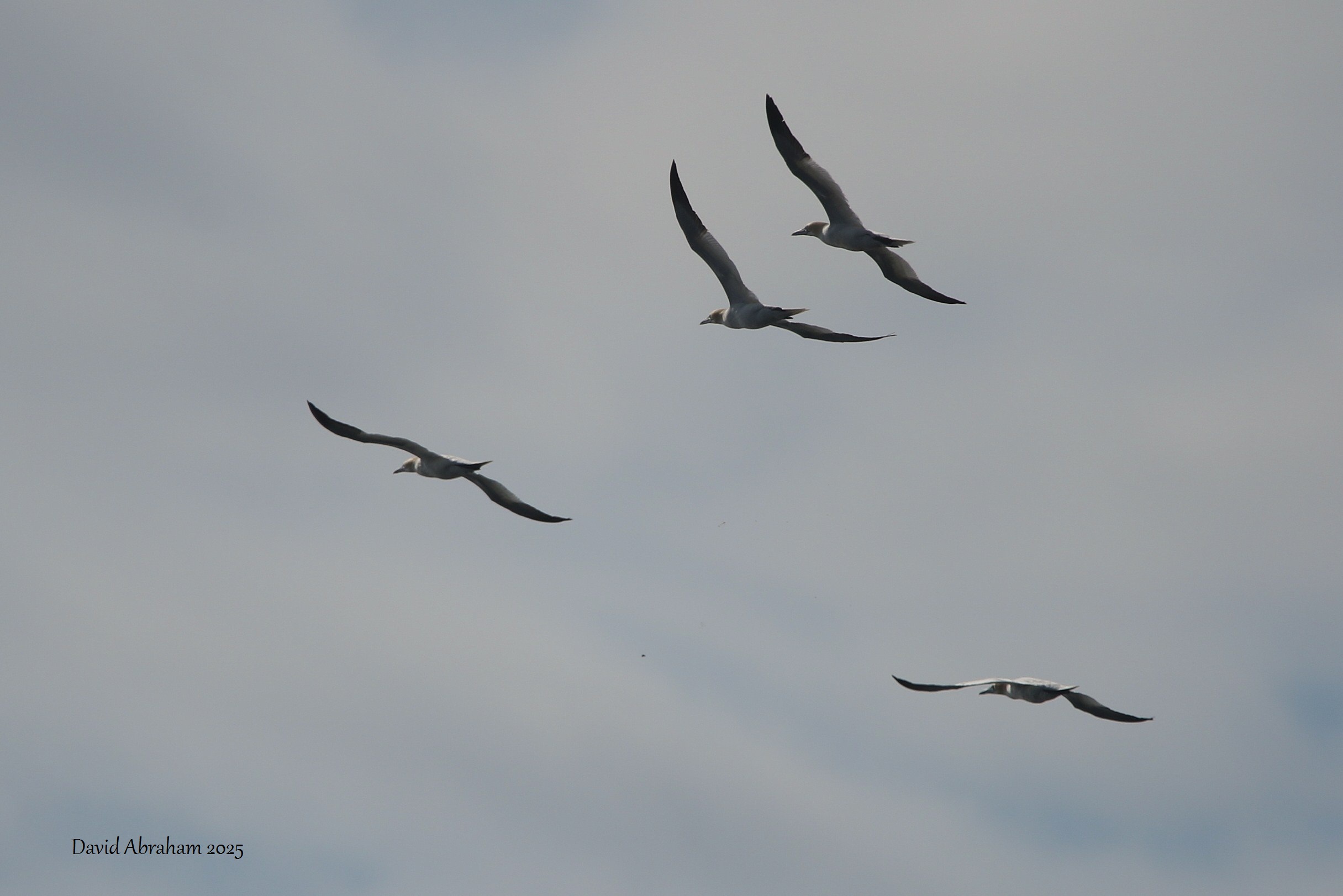 Gannet 