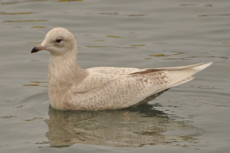 Iceland Gull