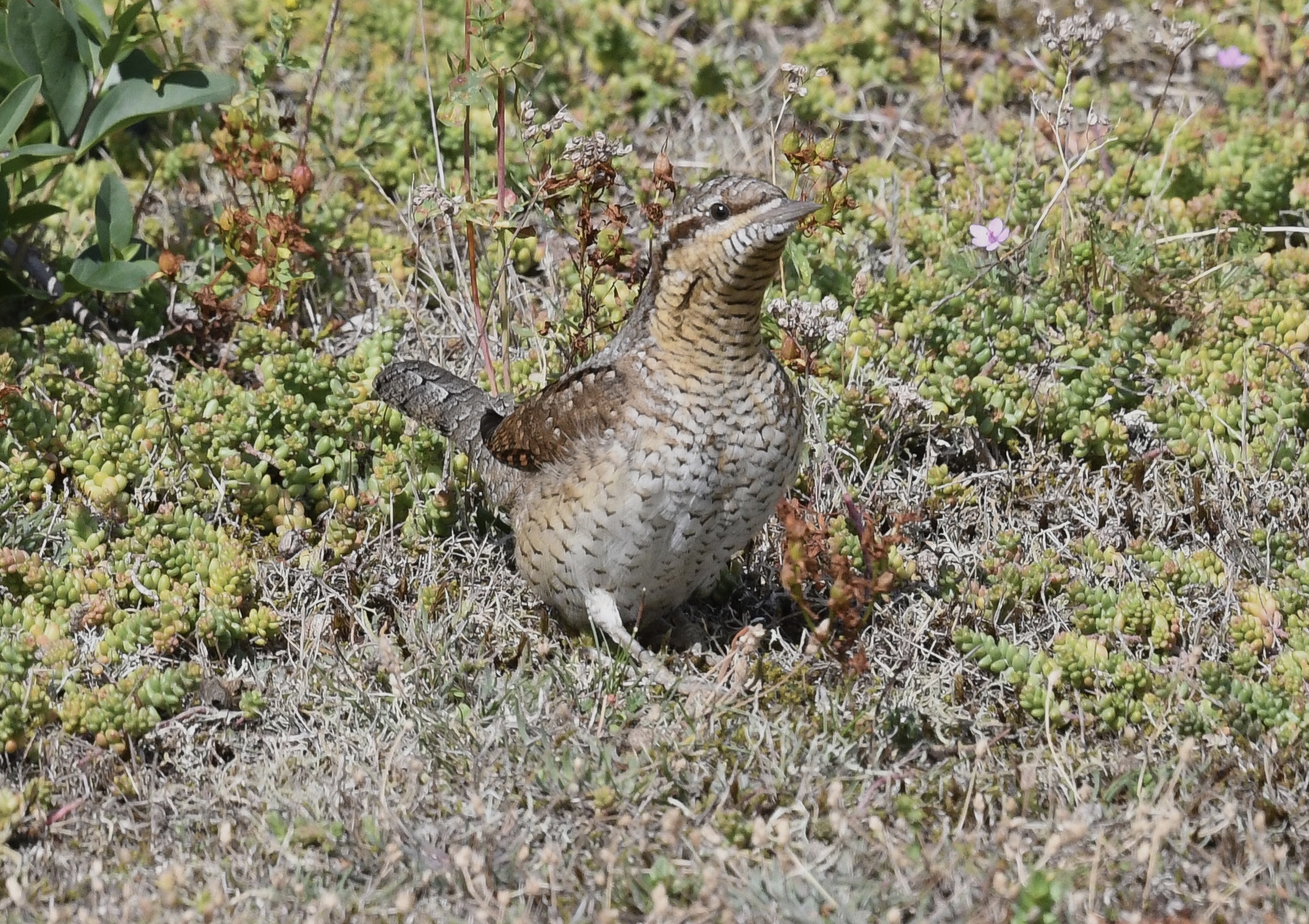 Wryneck