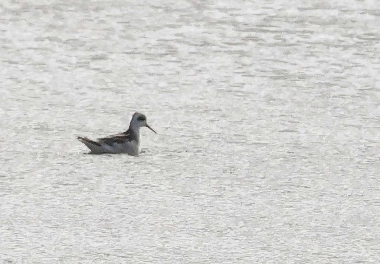 Red-necked Phalarope