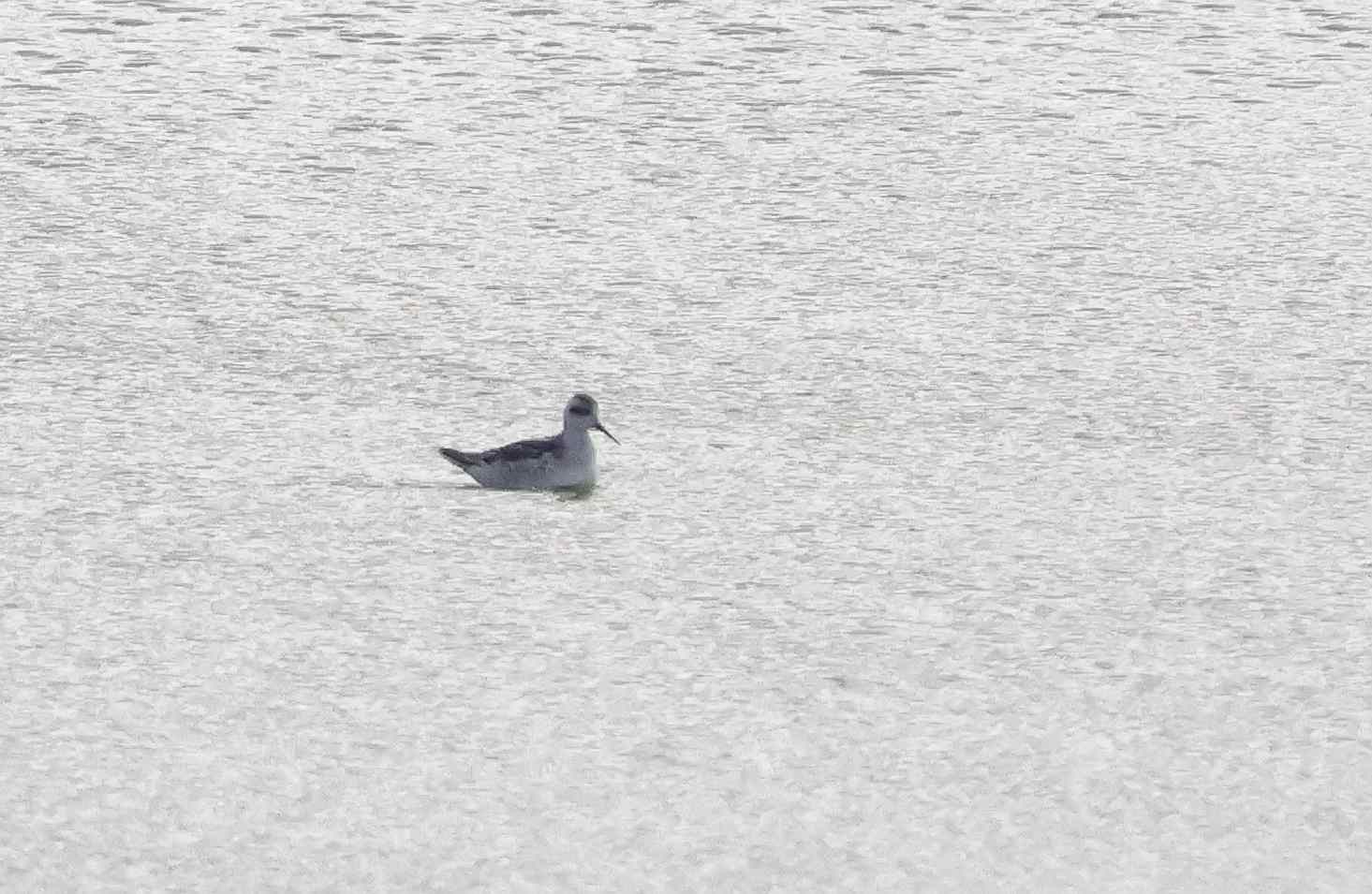 Red-necked Phalarope