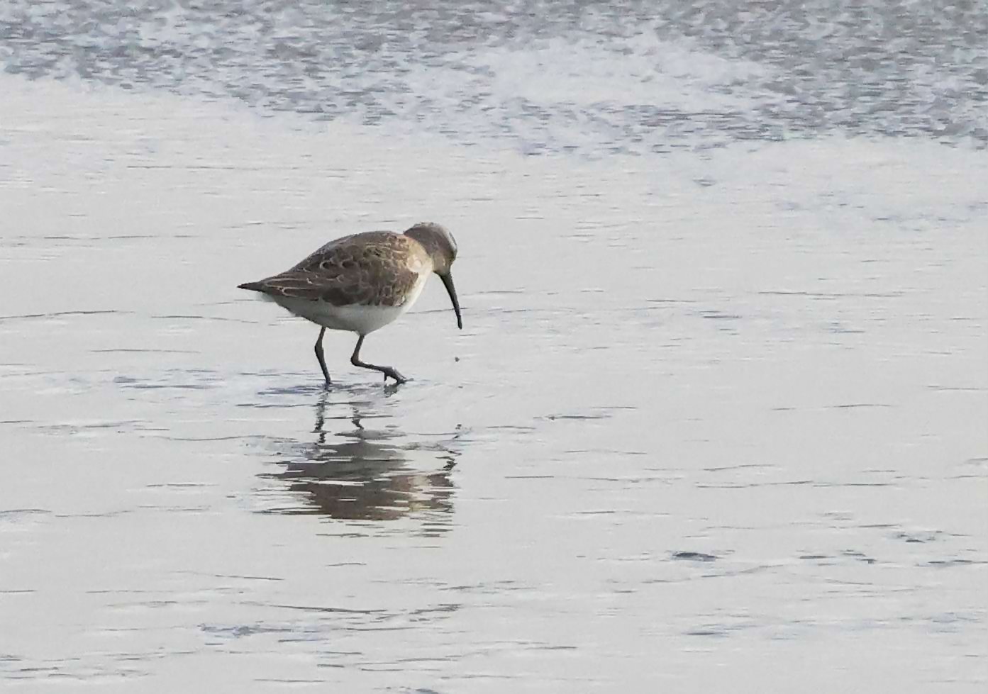 Curlew Sandpiper