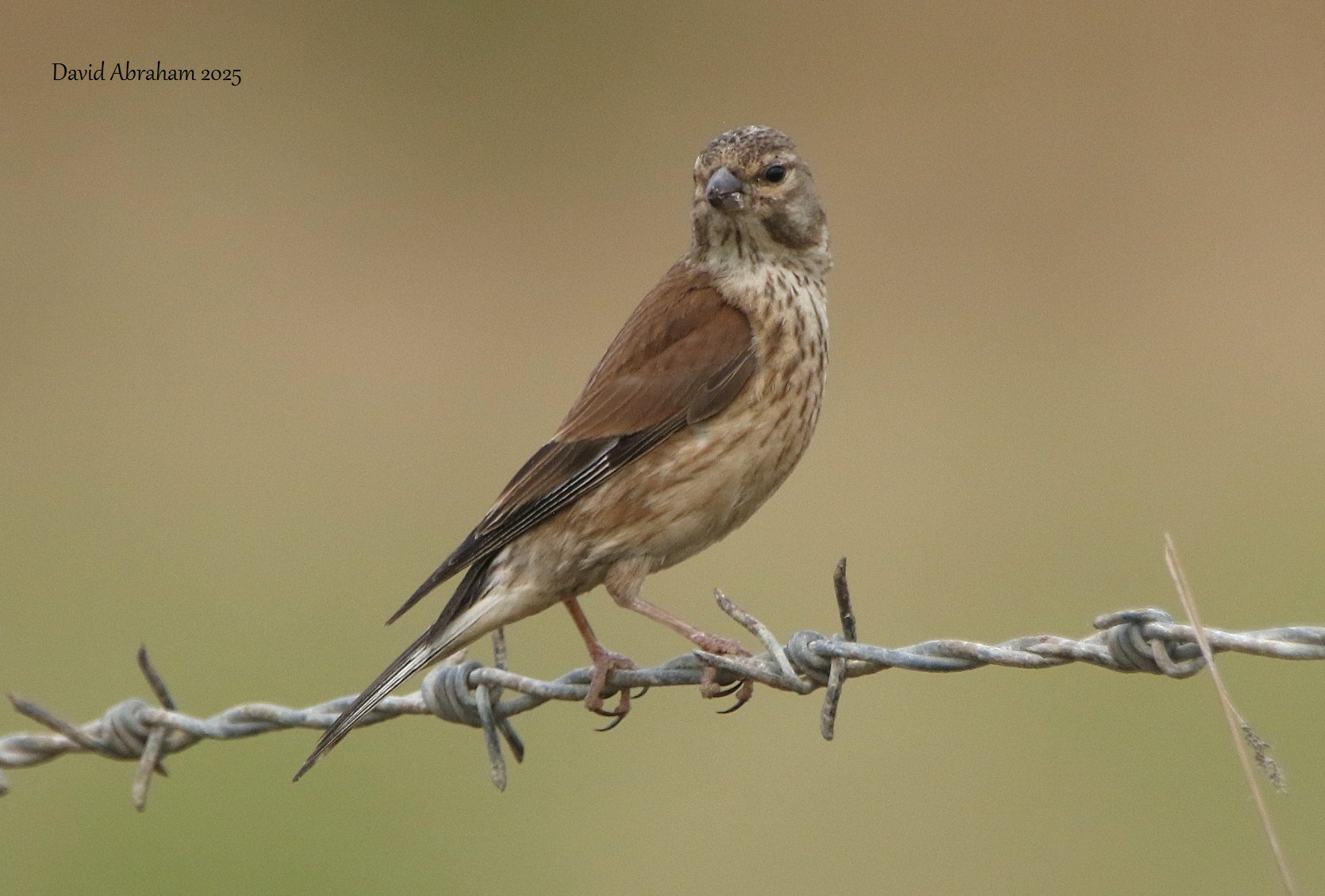Linnet 