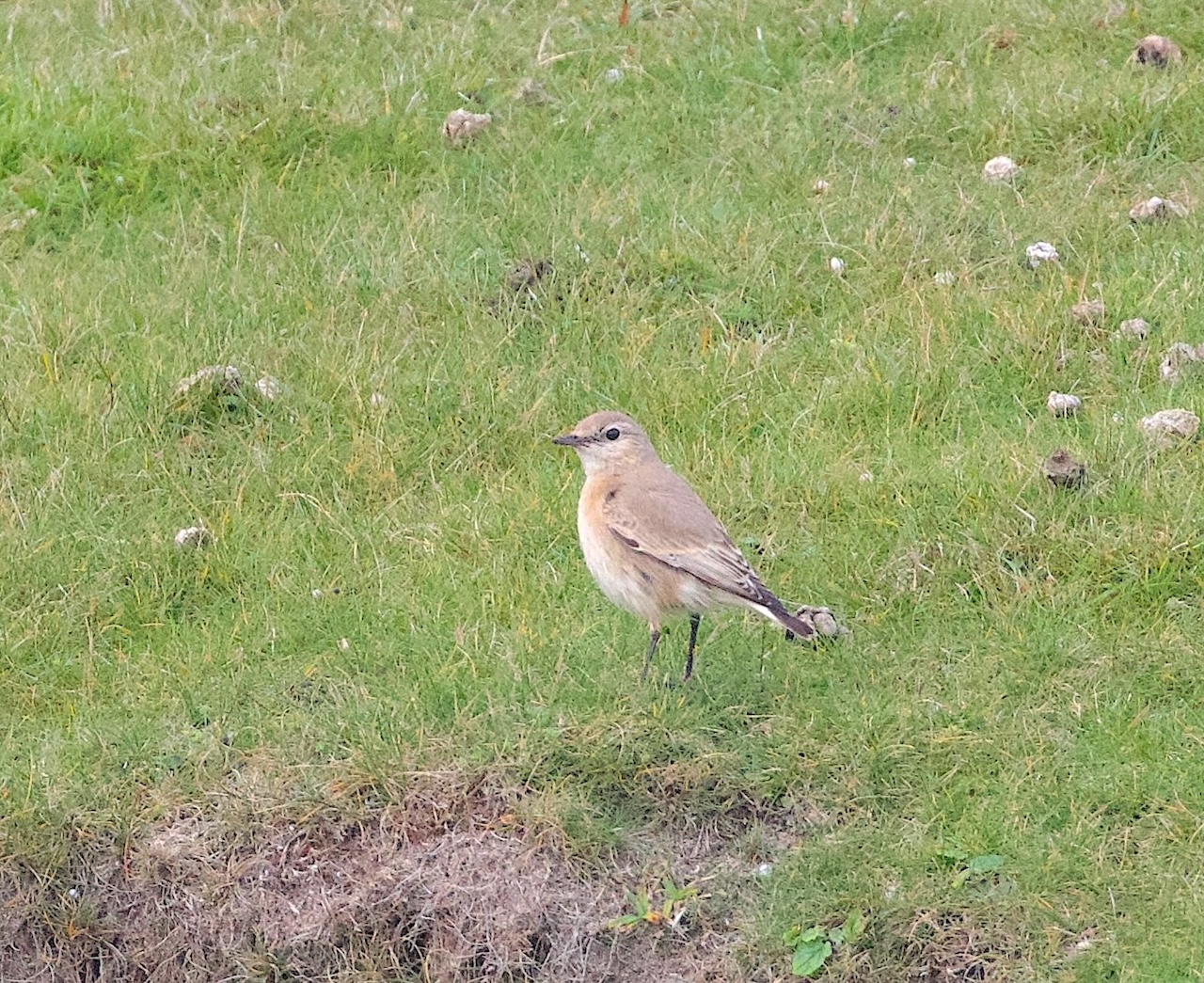 Isabelline Wheatear