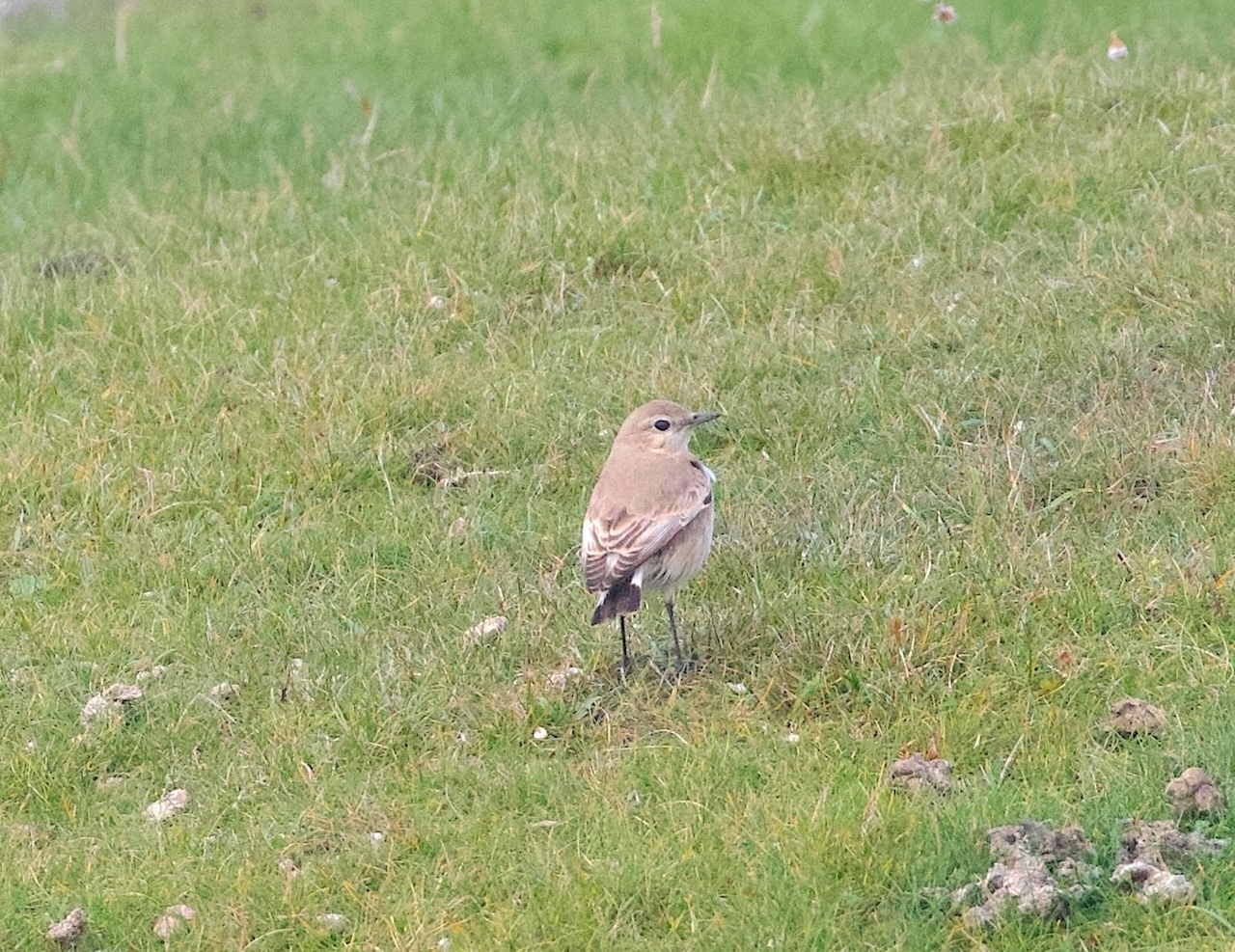 Isabelline Wheatear