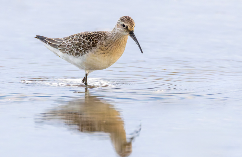 Curlew Sandpiper