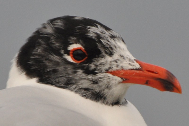 Mediterranean Gull