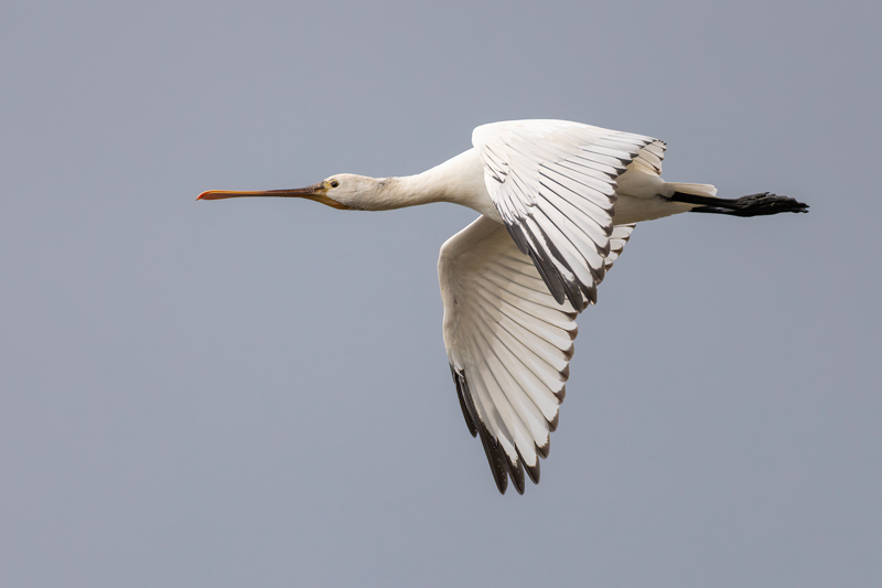 Spoonbill