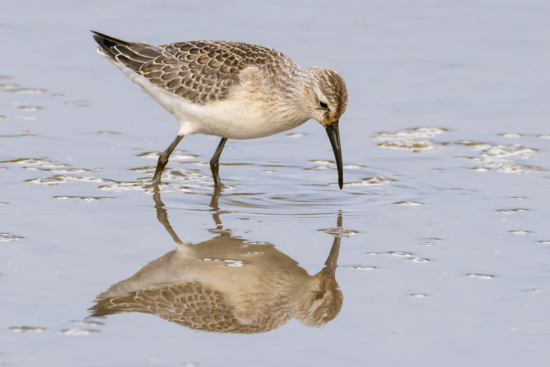 Curlew Sandpiper
