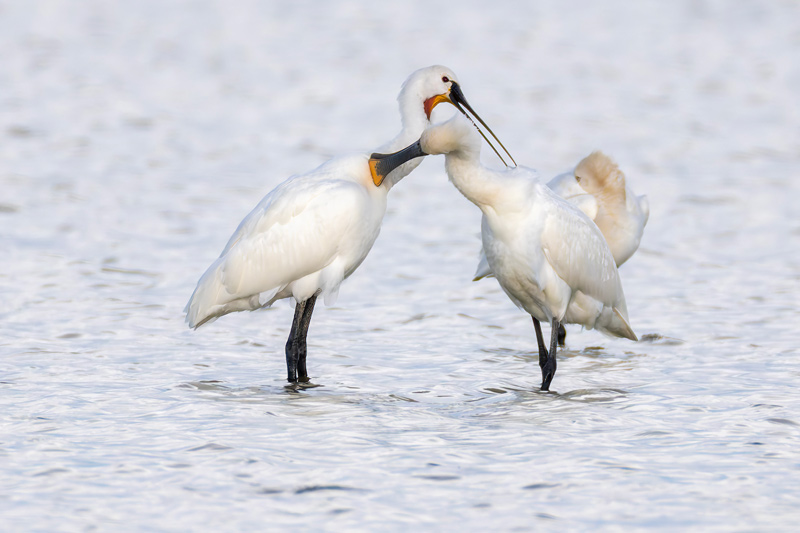 Spoonbill