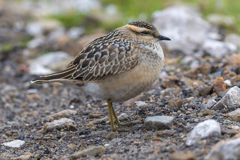Dotterel