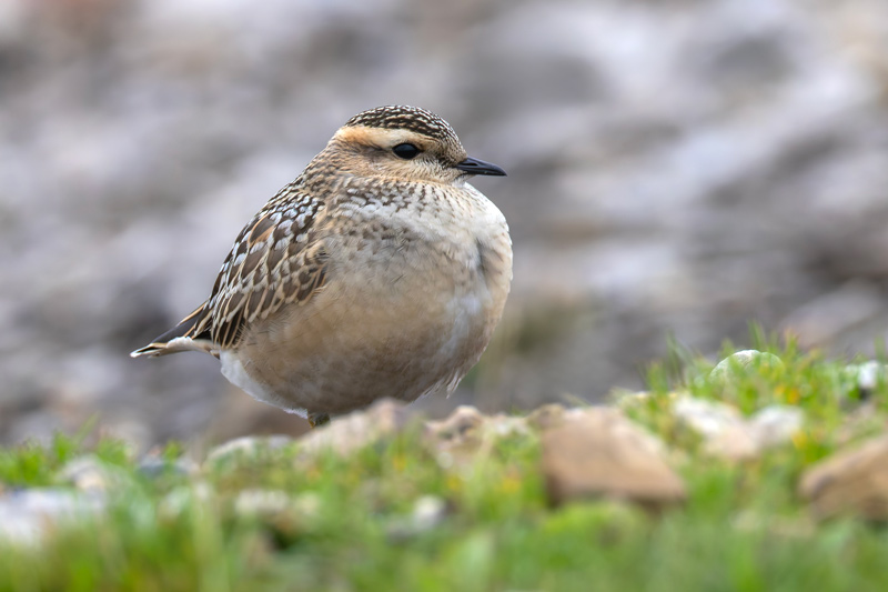 Dotterel