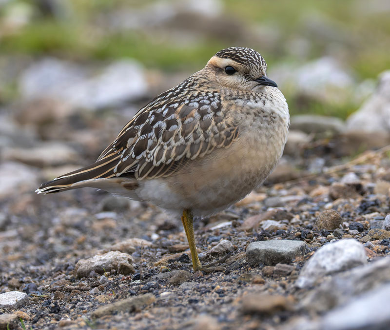 Dotterel