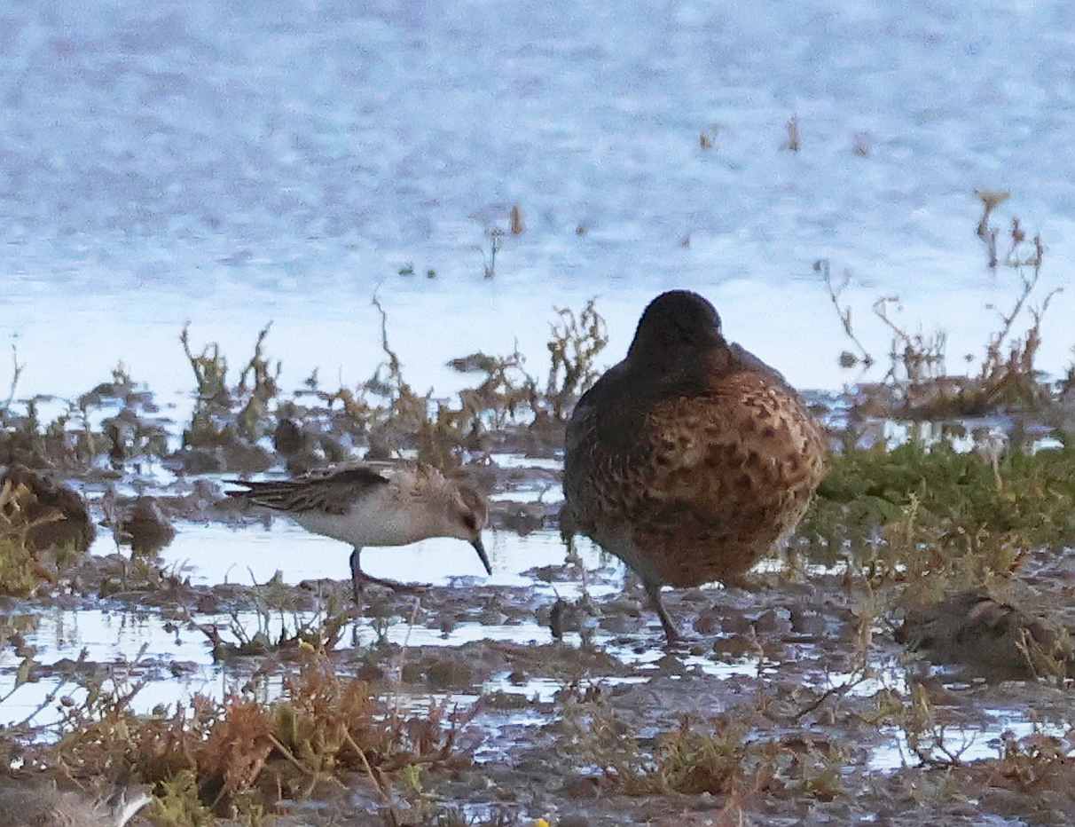Little Stint
