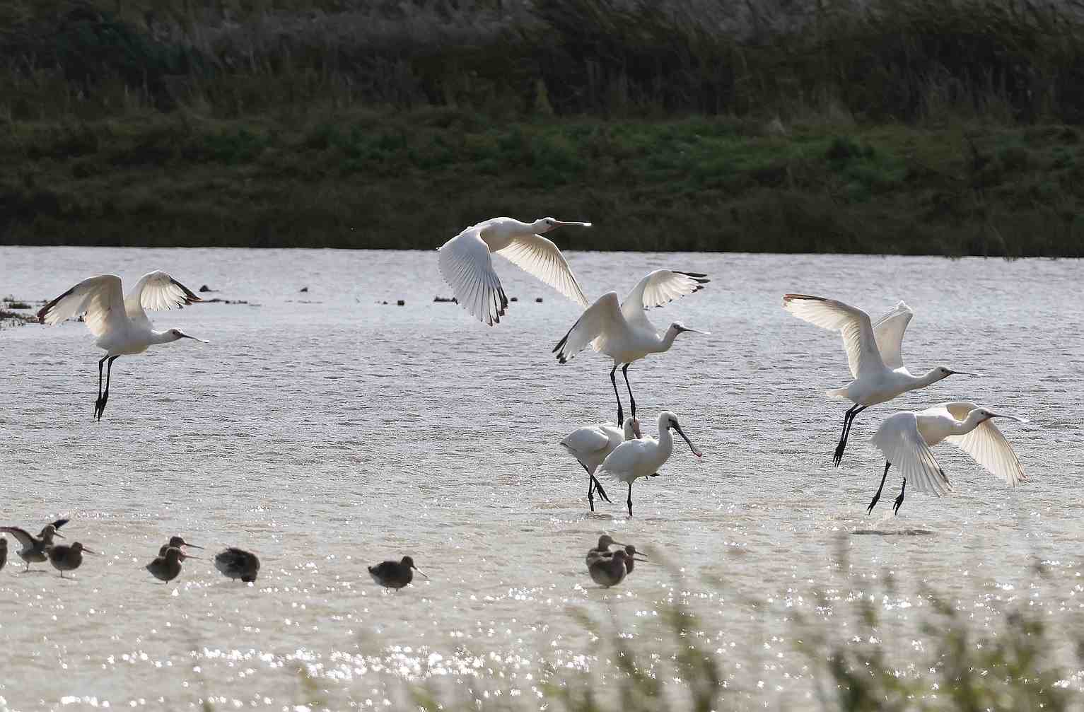 Spoonbill