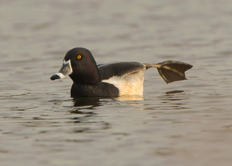 Ring-necked Duck