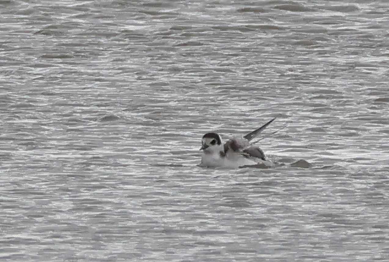 Black Tern
