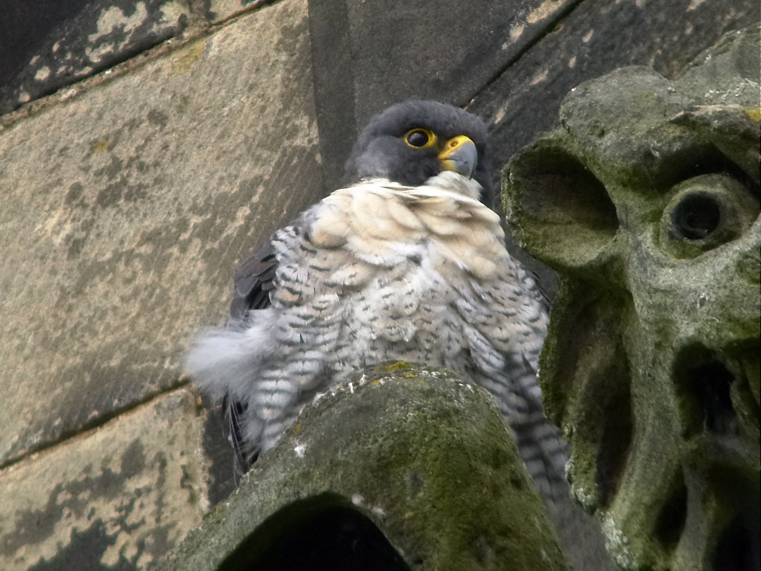 Peregrine