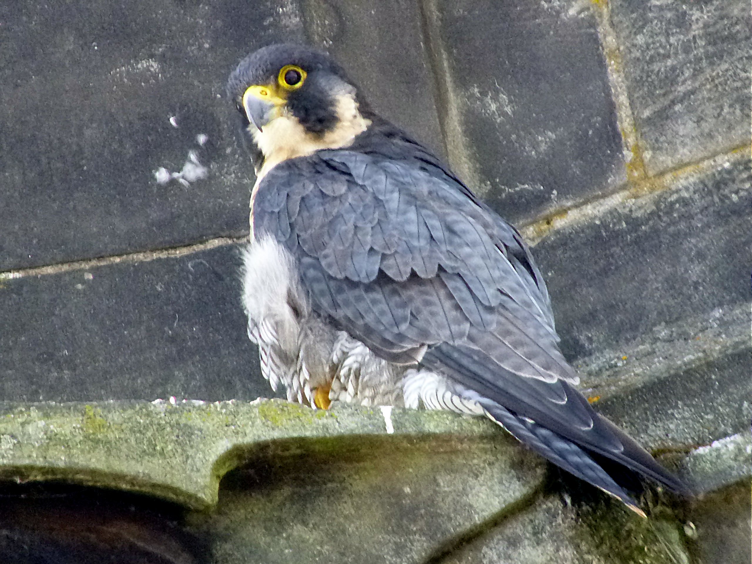 Peregrine
