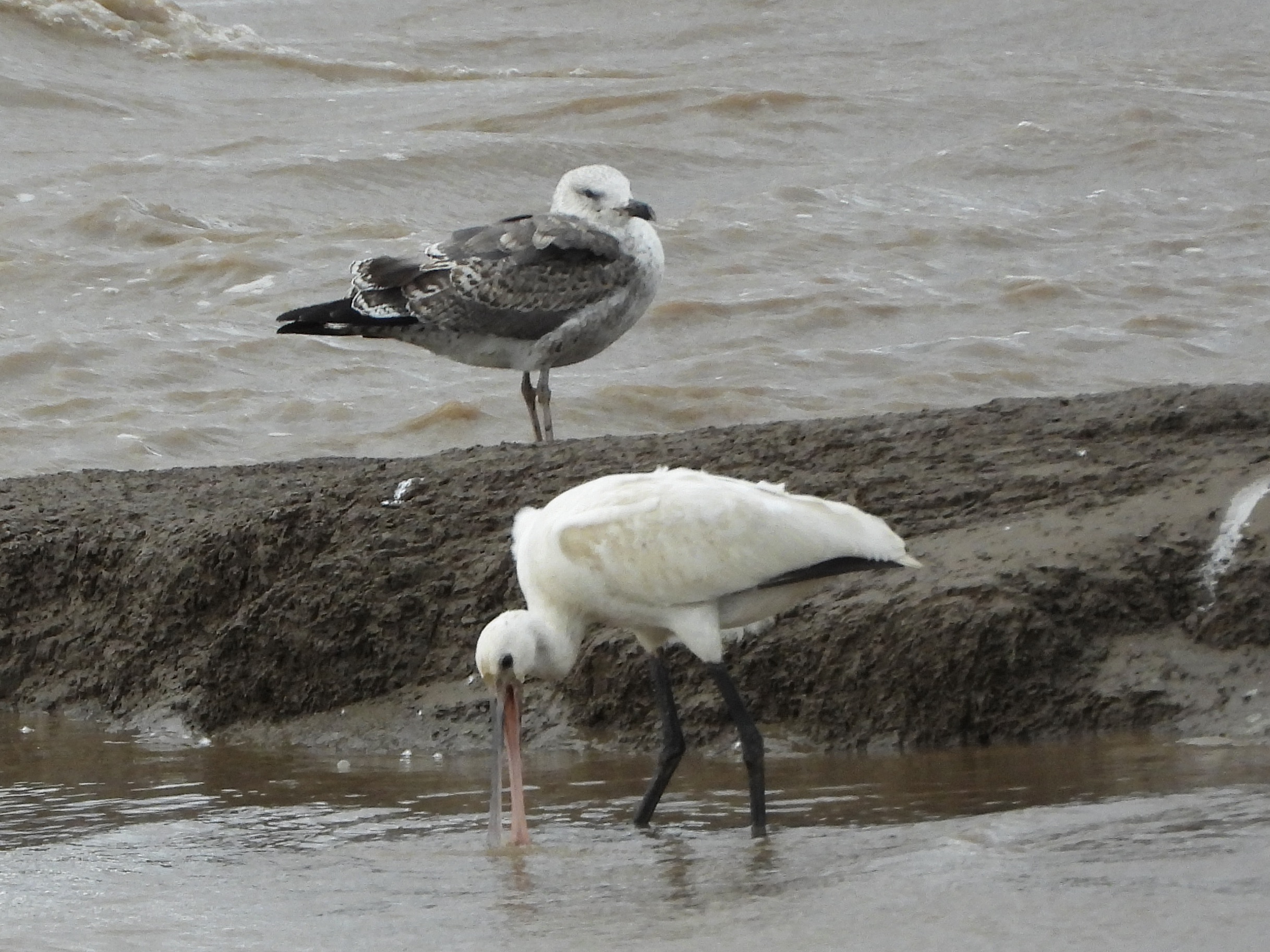 Spoonbill