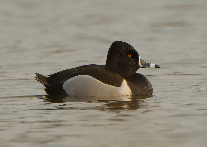 Ring-necked Duck