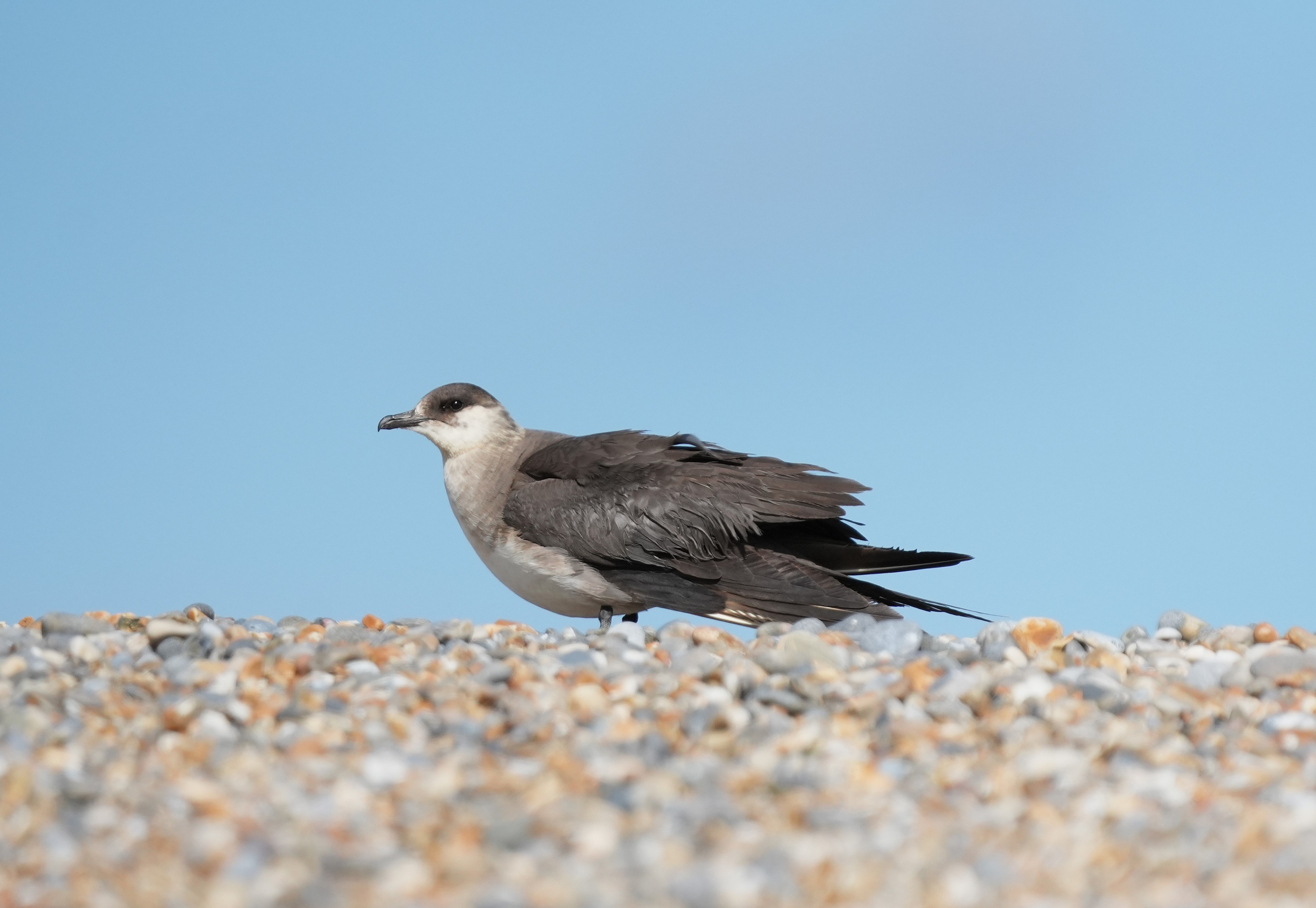 Arctic Skua