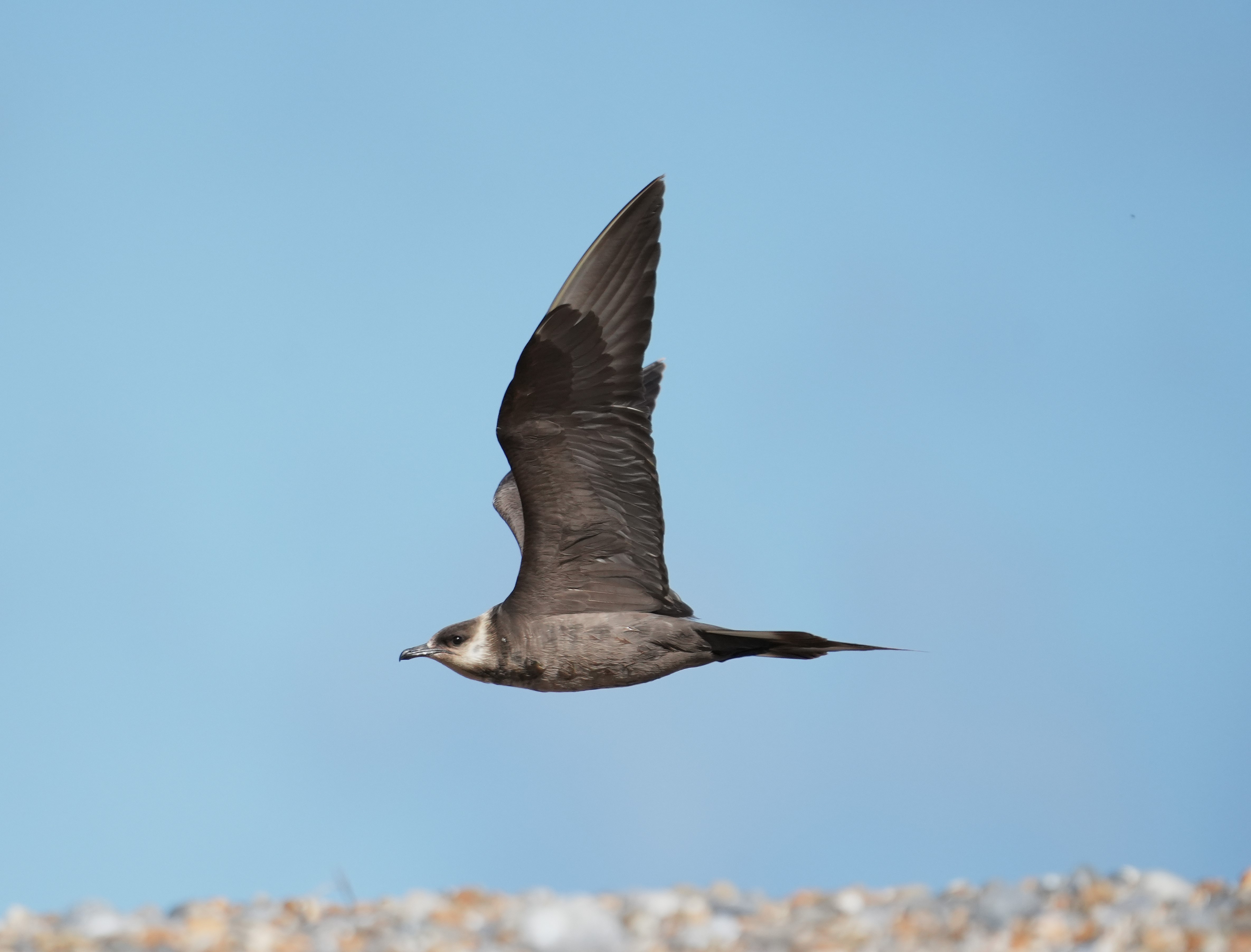 Arctic Skua