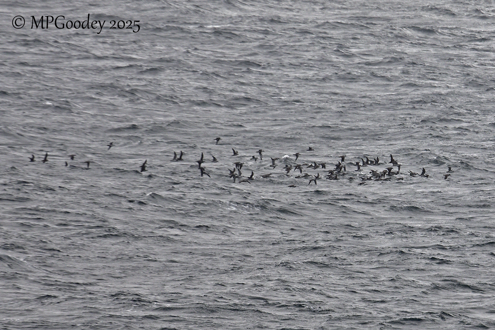 Great Shearwater