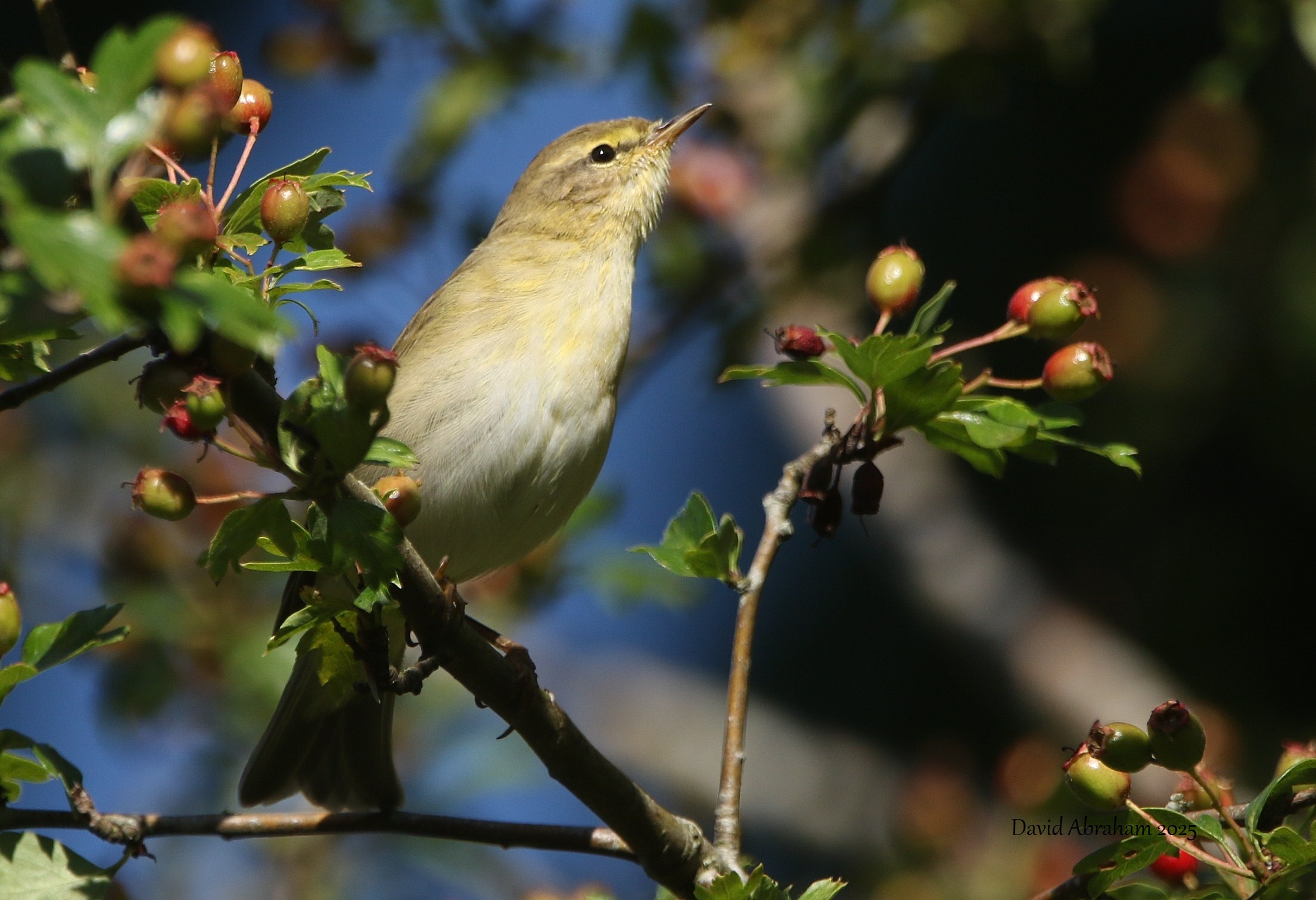 Willow Warbler 