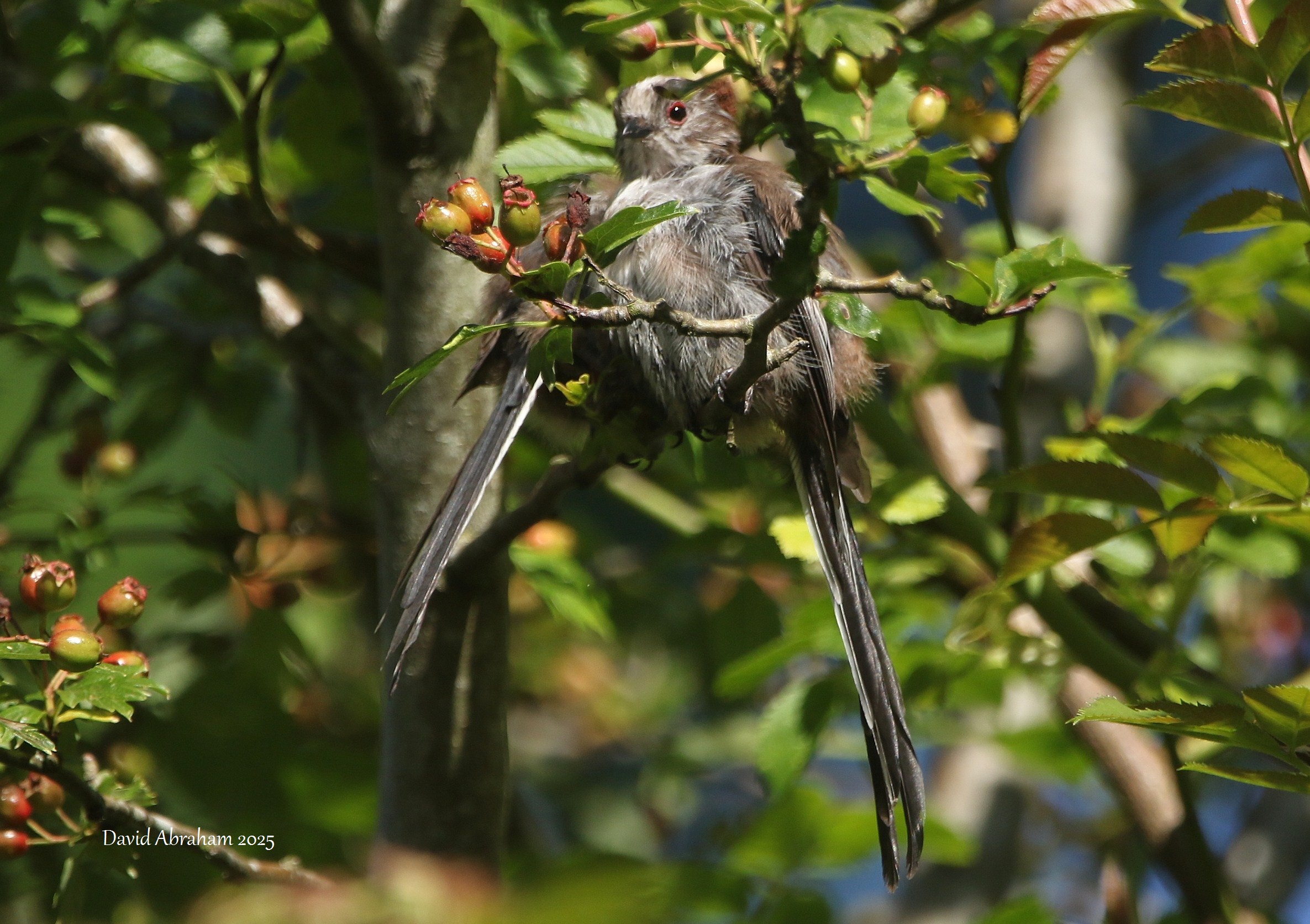 Long-tailed Tit 