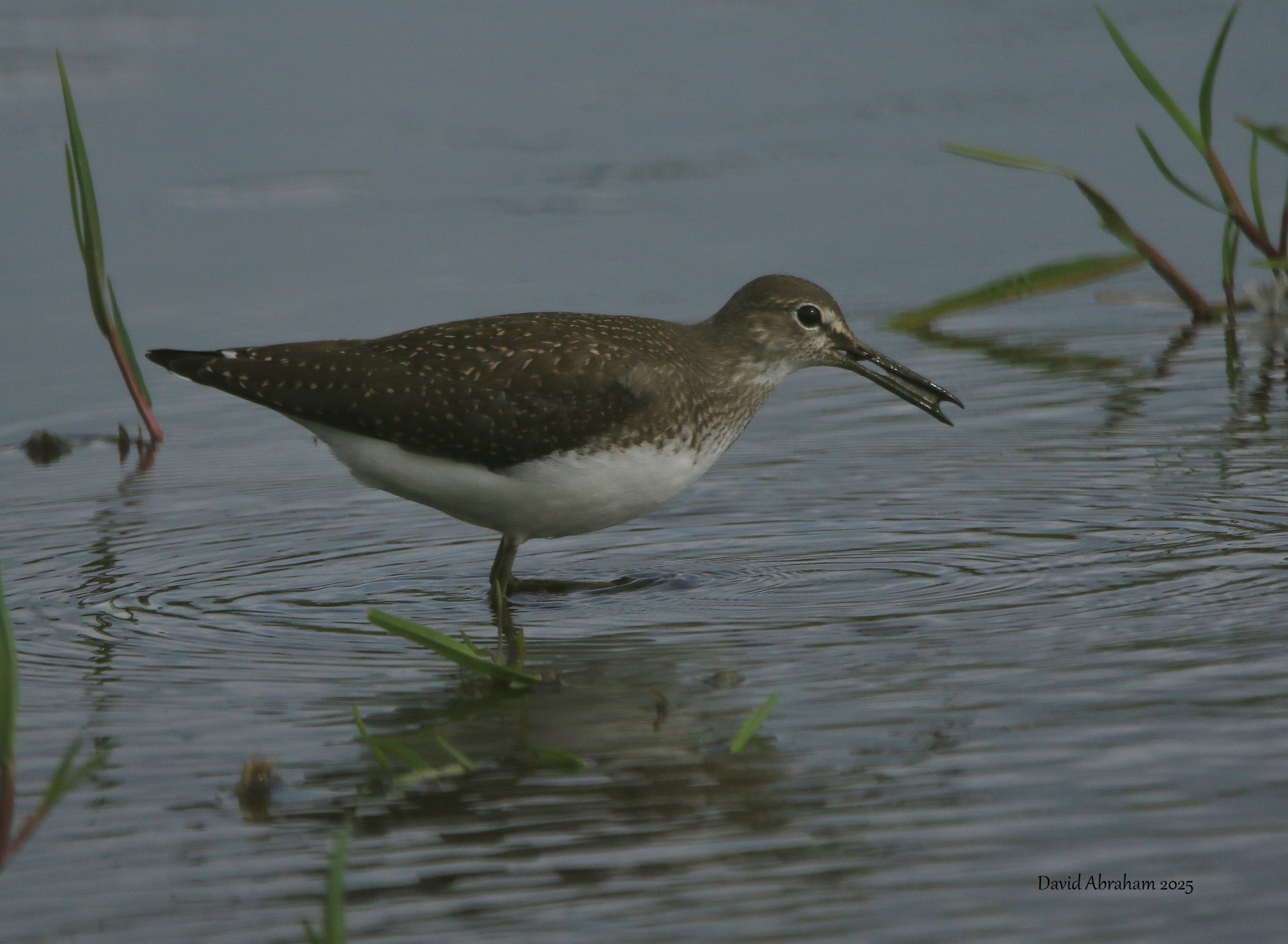Green Sandpiper 