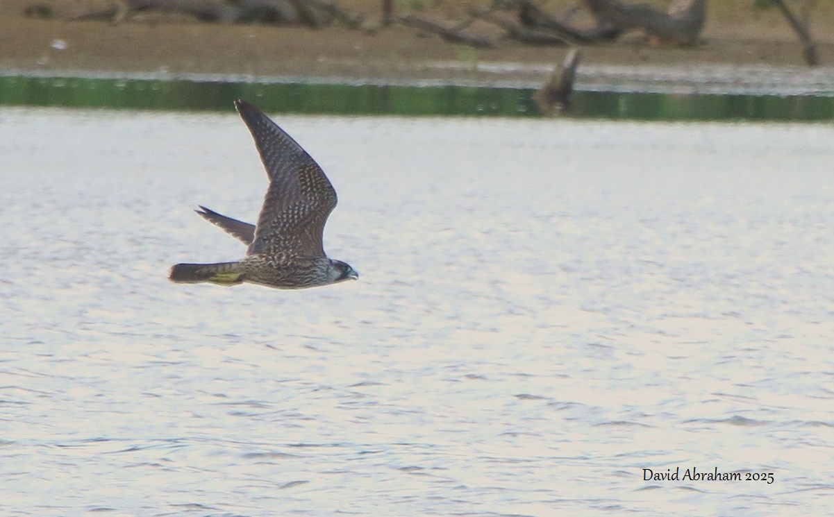 Peregrine 