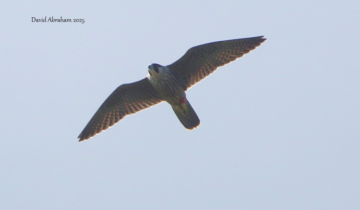 Peregrine 