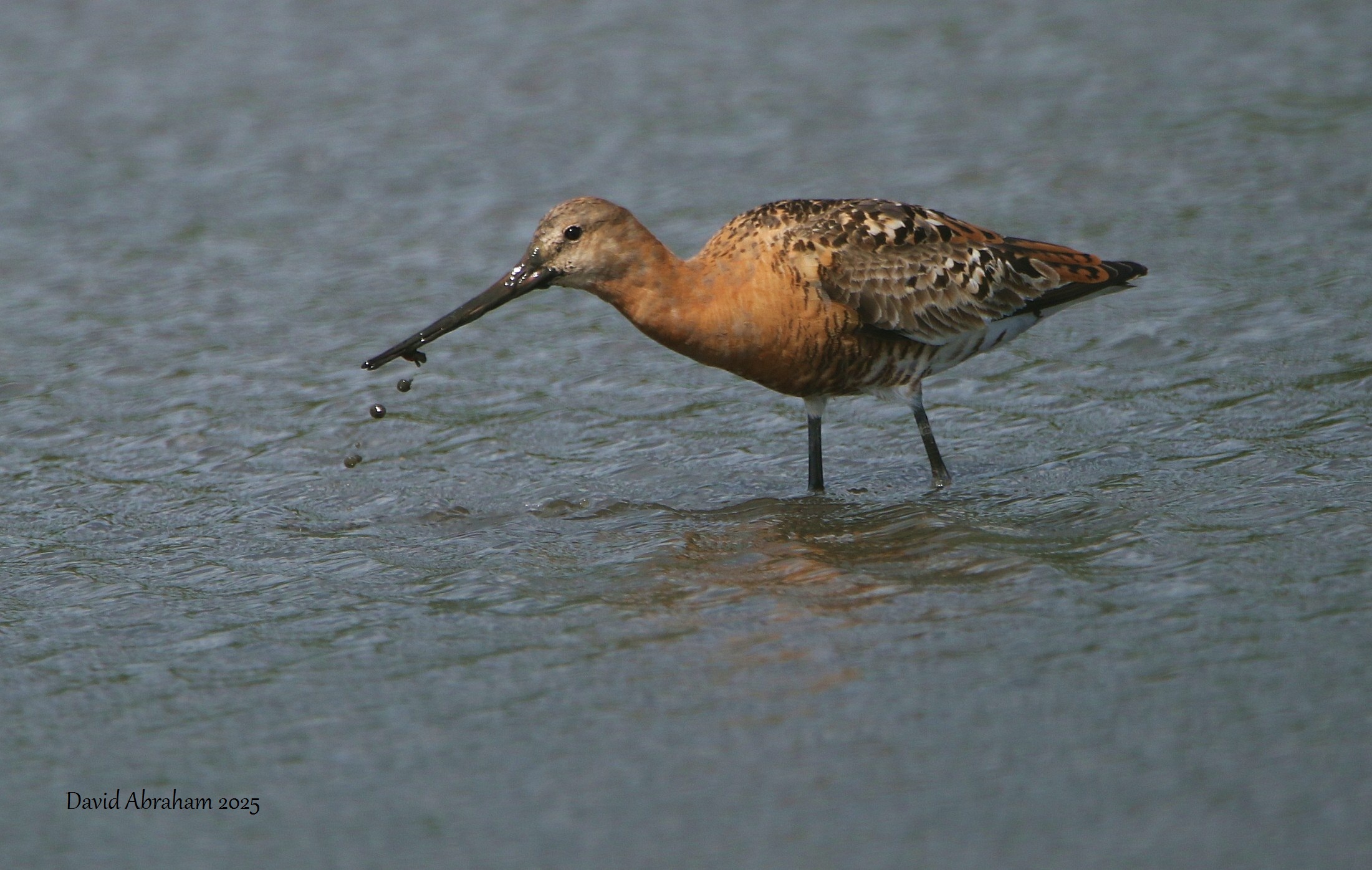 Black-tailed Godwit 