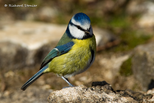 Blue Tit