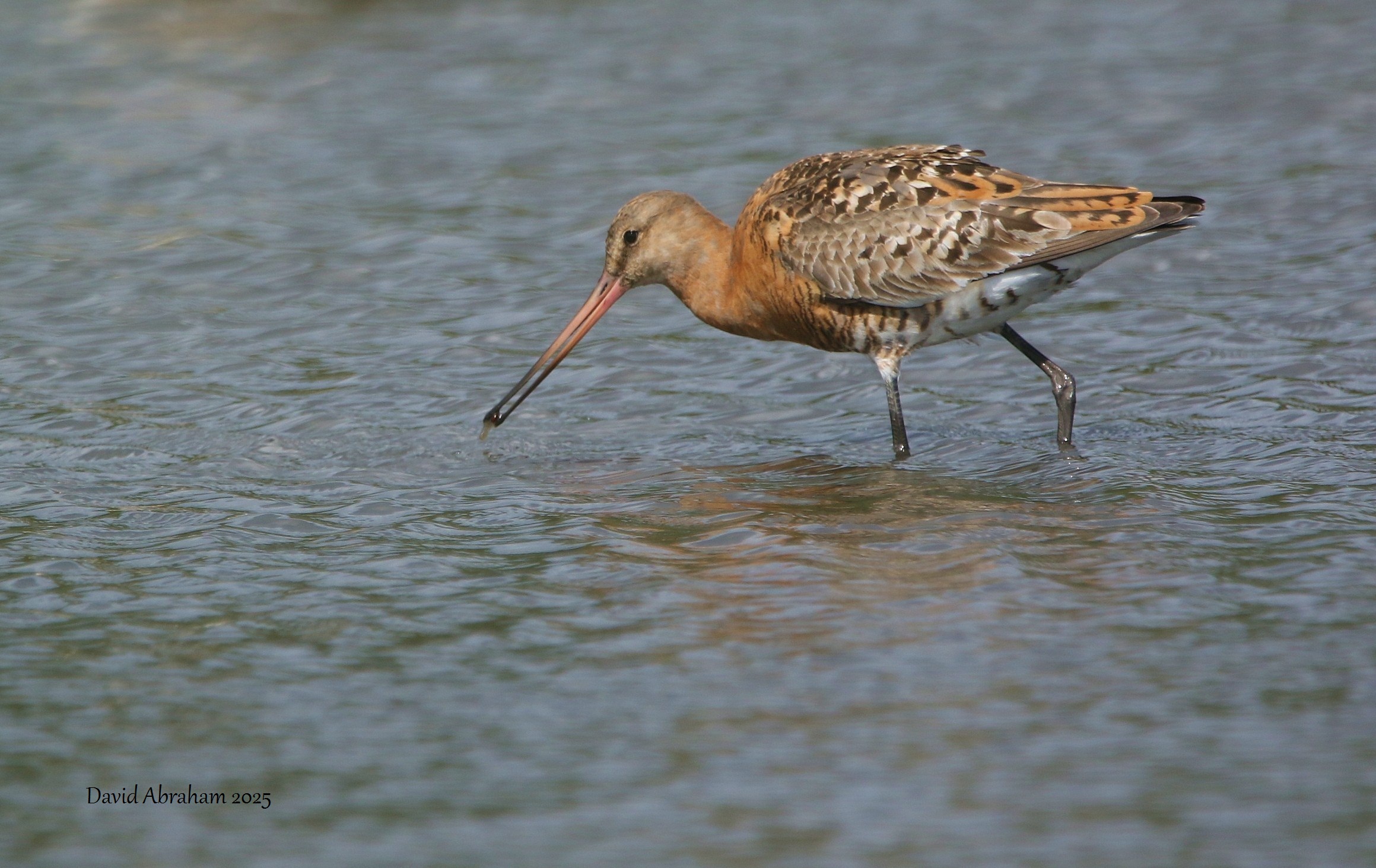 Black-tailed Godwit 