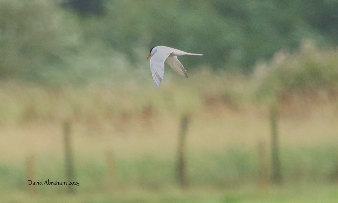 Common Tern 