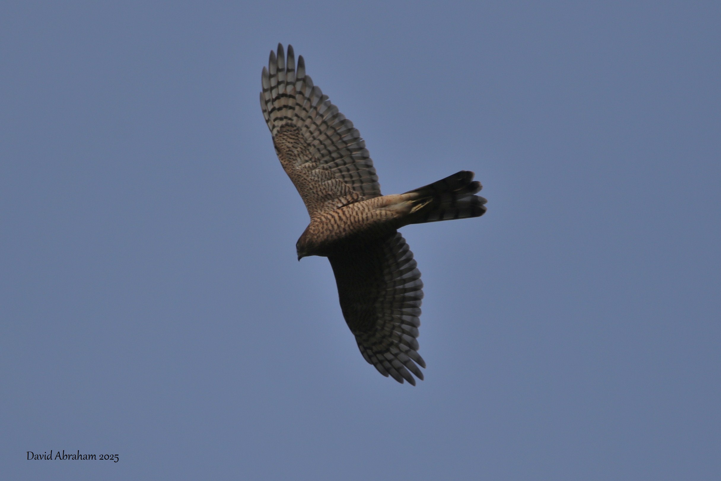 Sparrowhawk 
