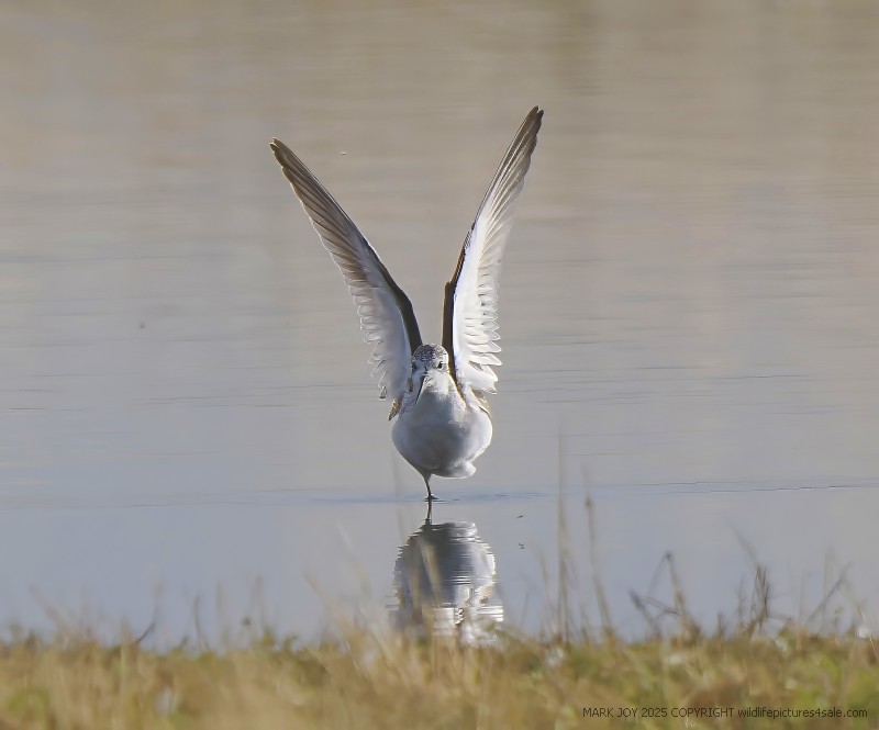 Marsh Sandpiper