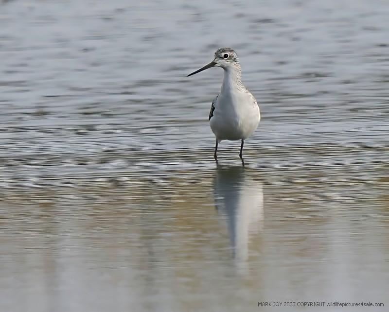 Marsh Sandpiper