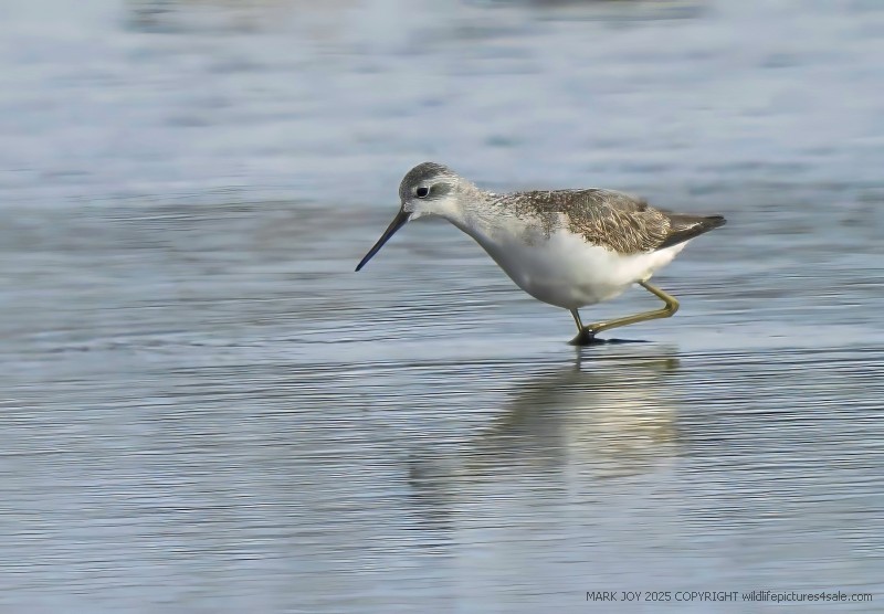 Marsh Sandpiper