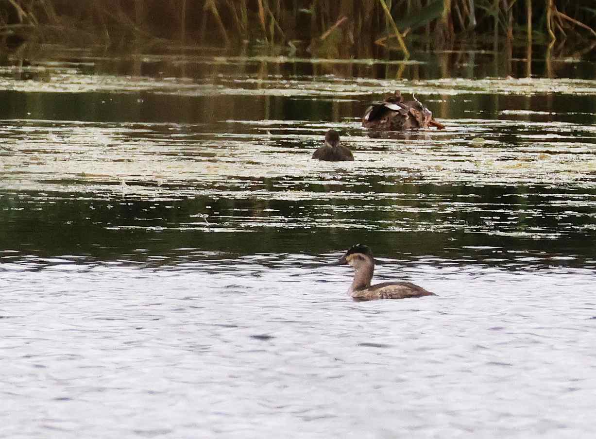 Ruddy Duck