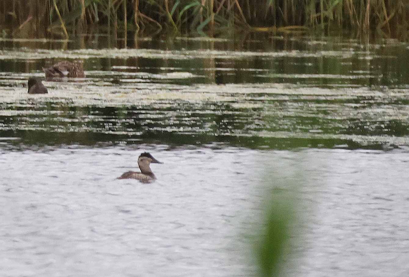 Ruddy Duck