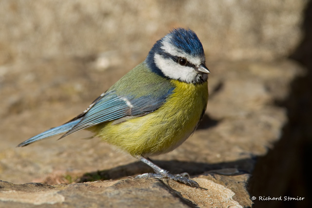 Blue Tit