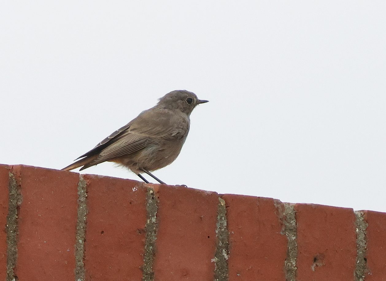 Black Redstart