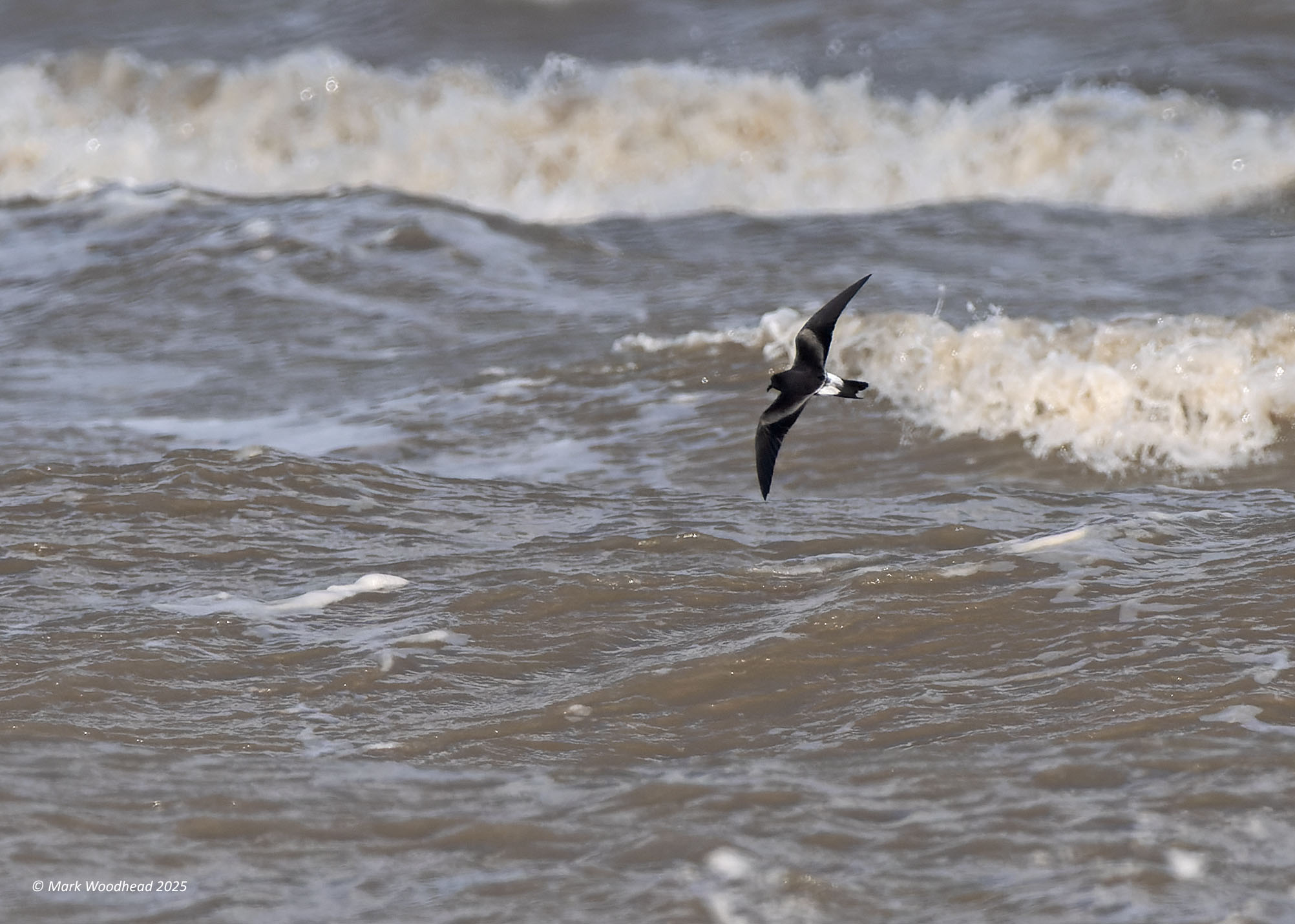 Leach's Petrel