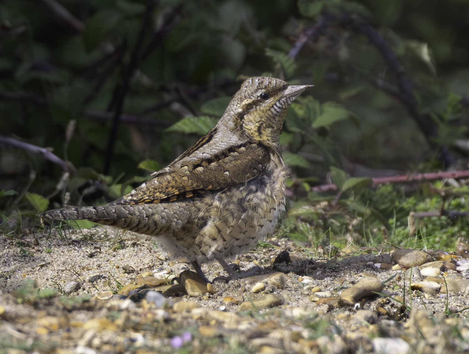 Wryneck